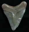 Megalodon Tooth - Peace River, FL #6373-1